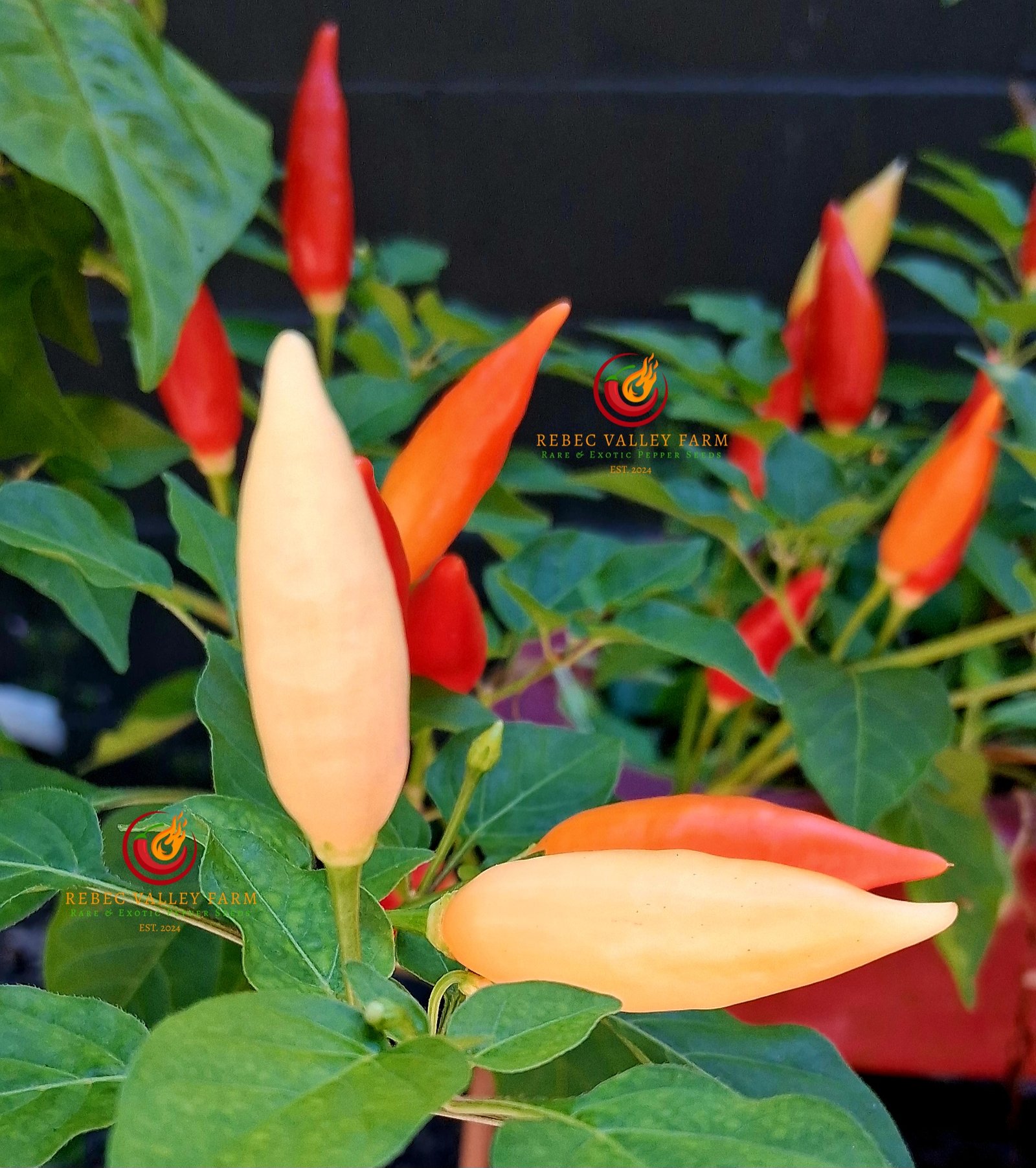 Aji Omnicolor Pepper - Image 3