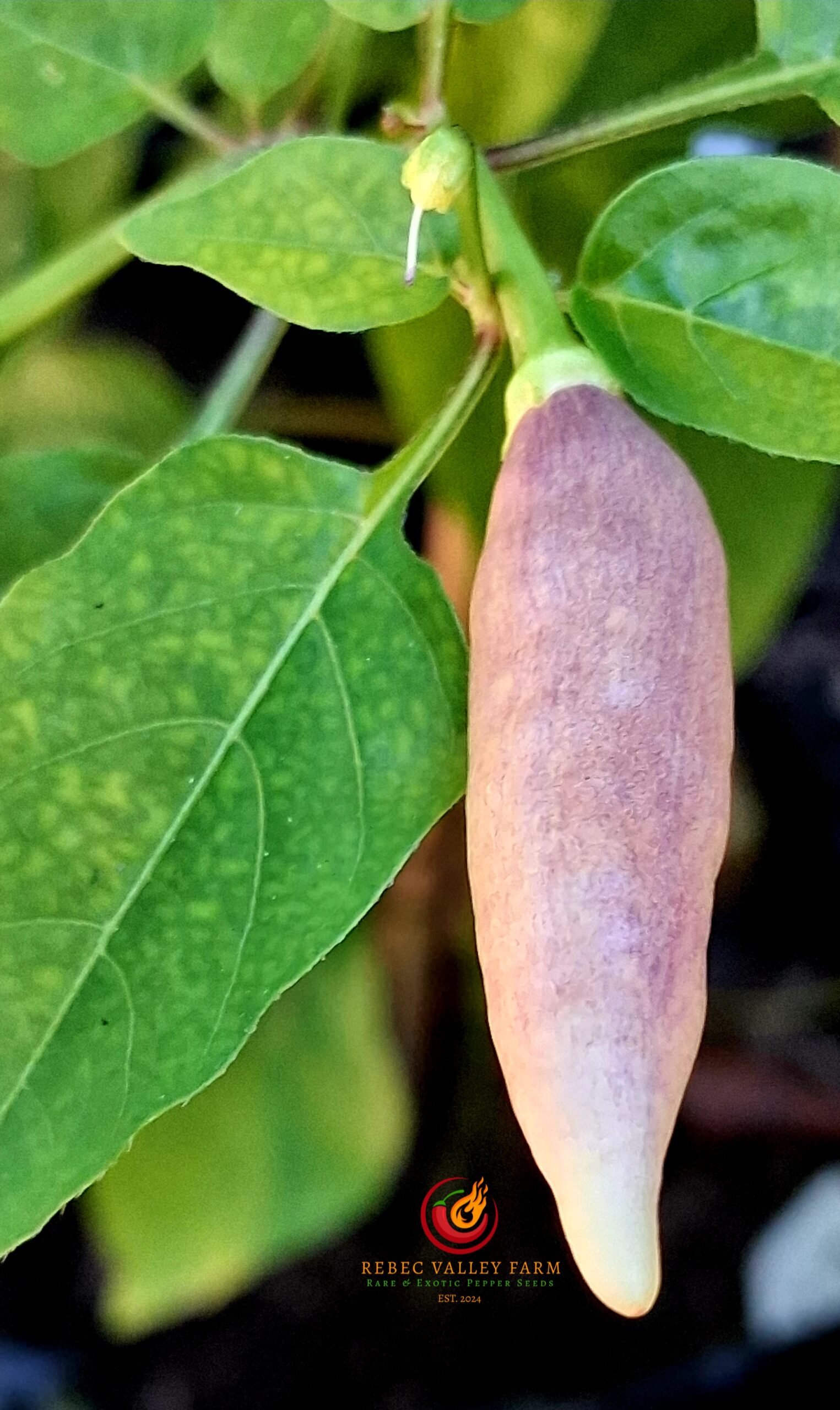 Aji Omnicolor Pepper - Image 4