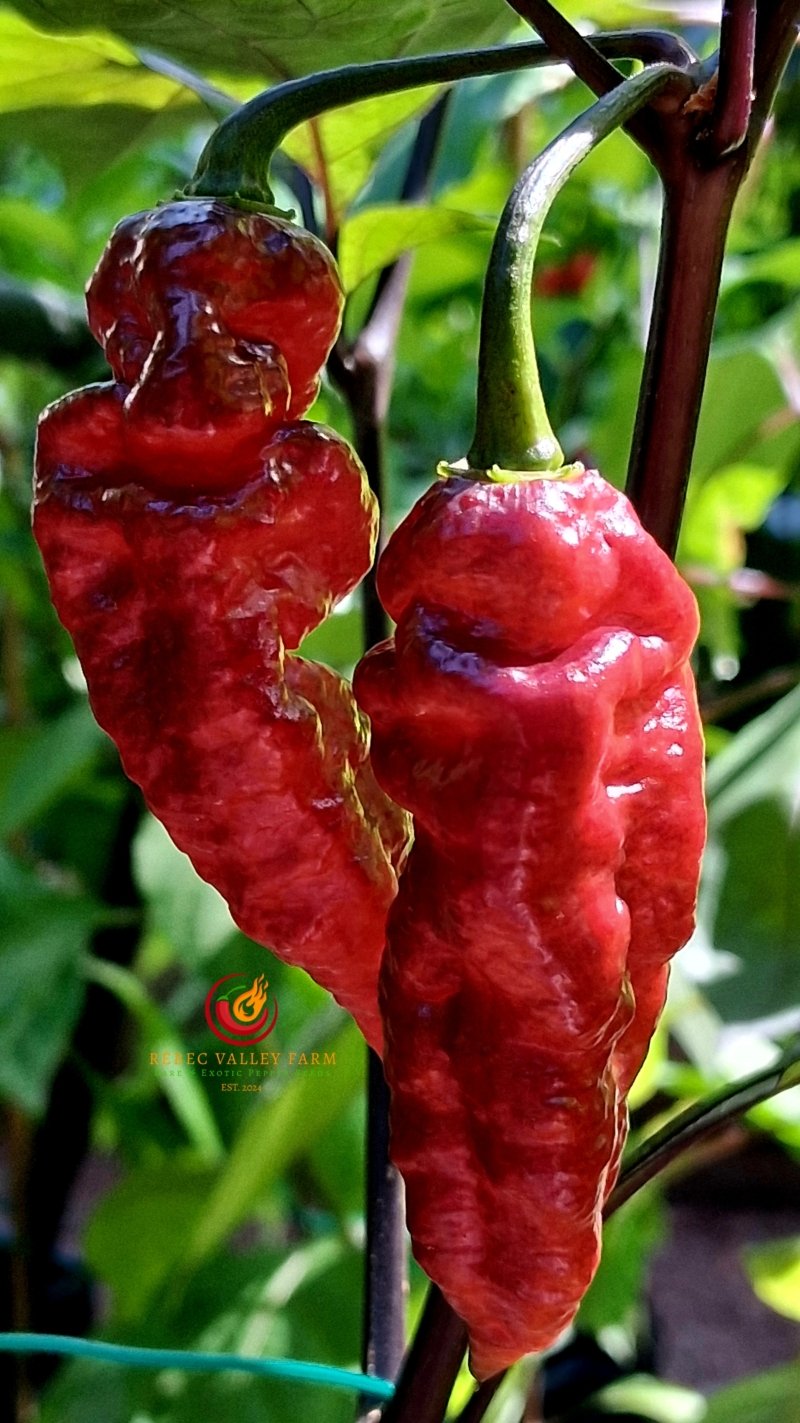 Nazgul's Breakfast Pepper - Image 4