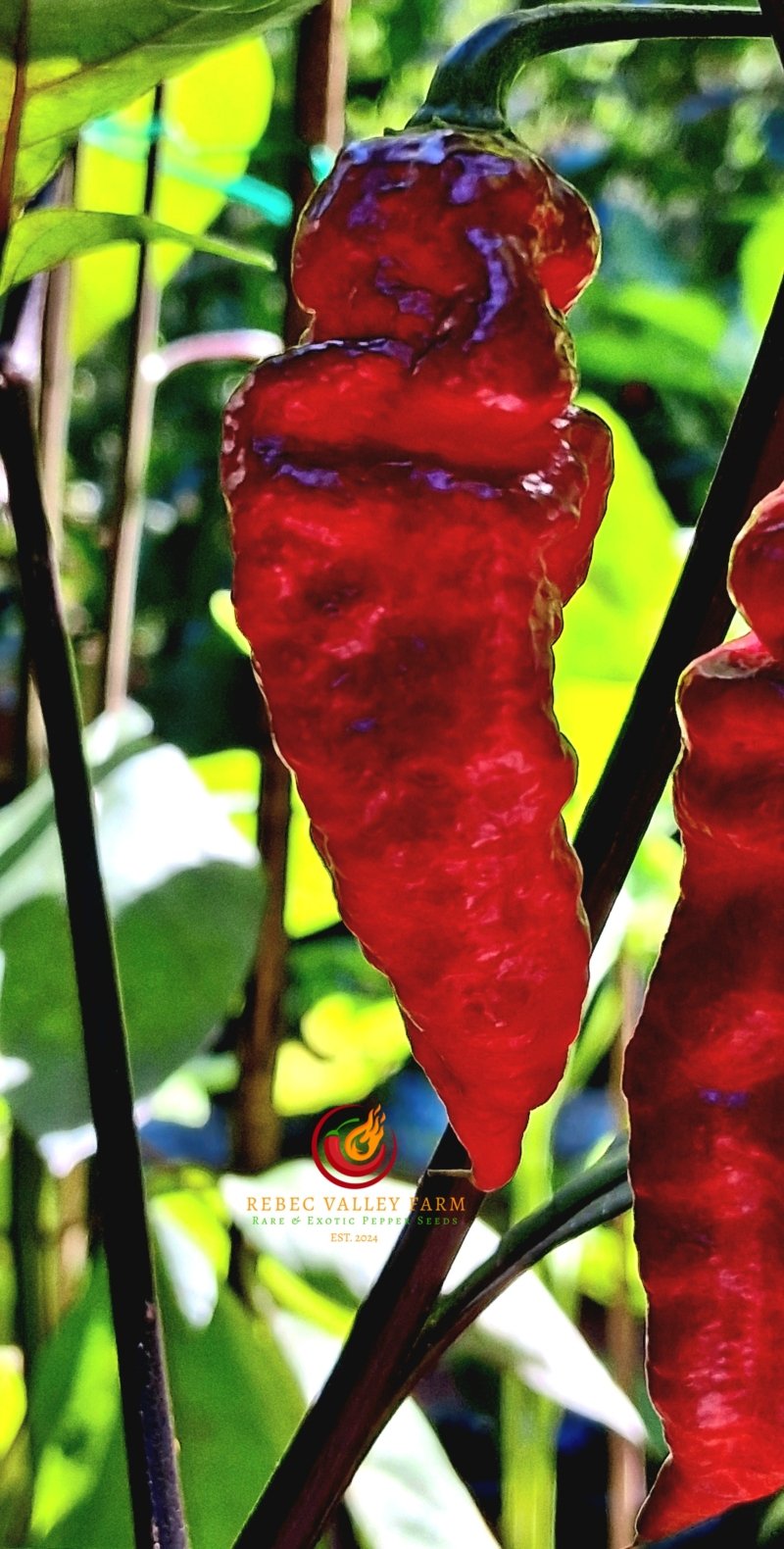 Nazgul's Breakfast Pepper - Image 3