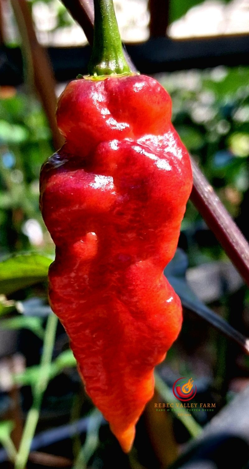 Nazgul's Breakfast Pepper - Image 2