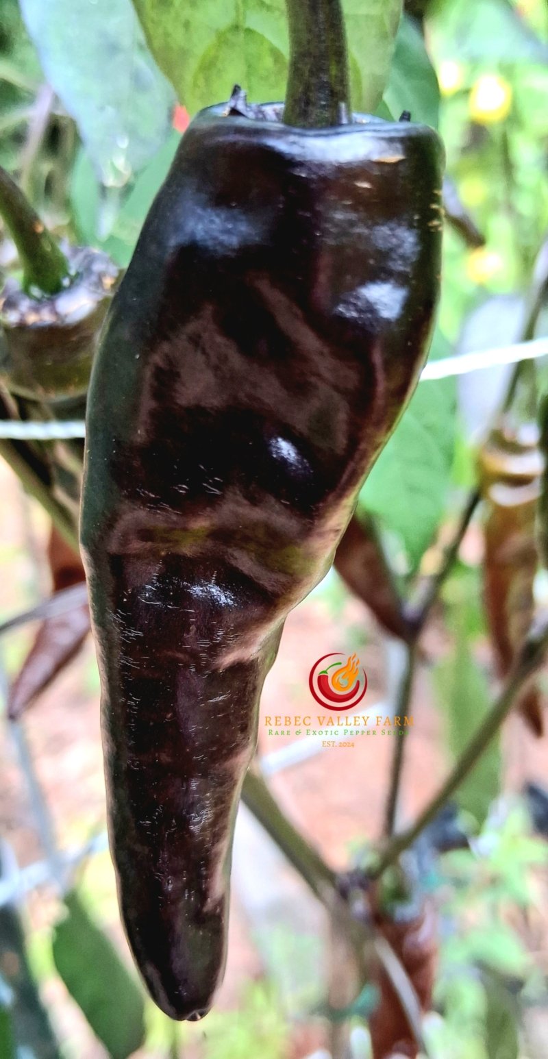 Brown Thai TQ - Image 3