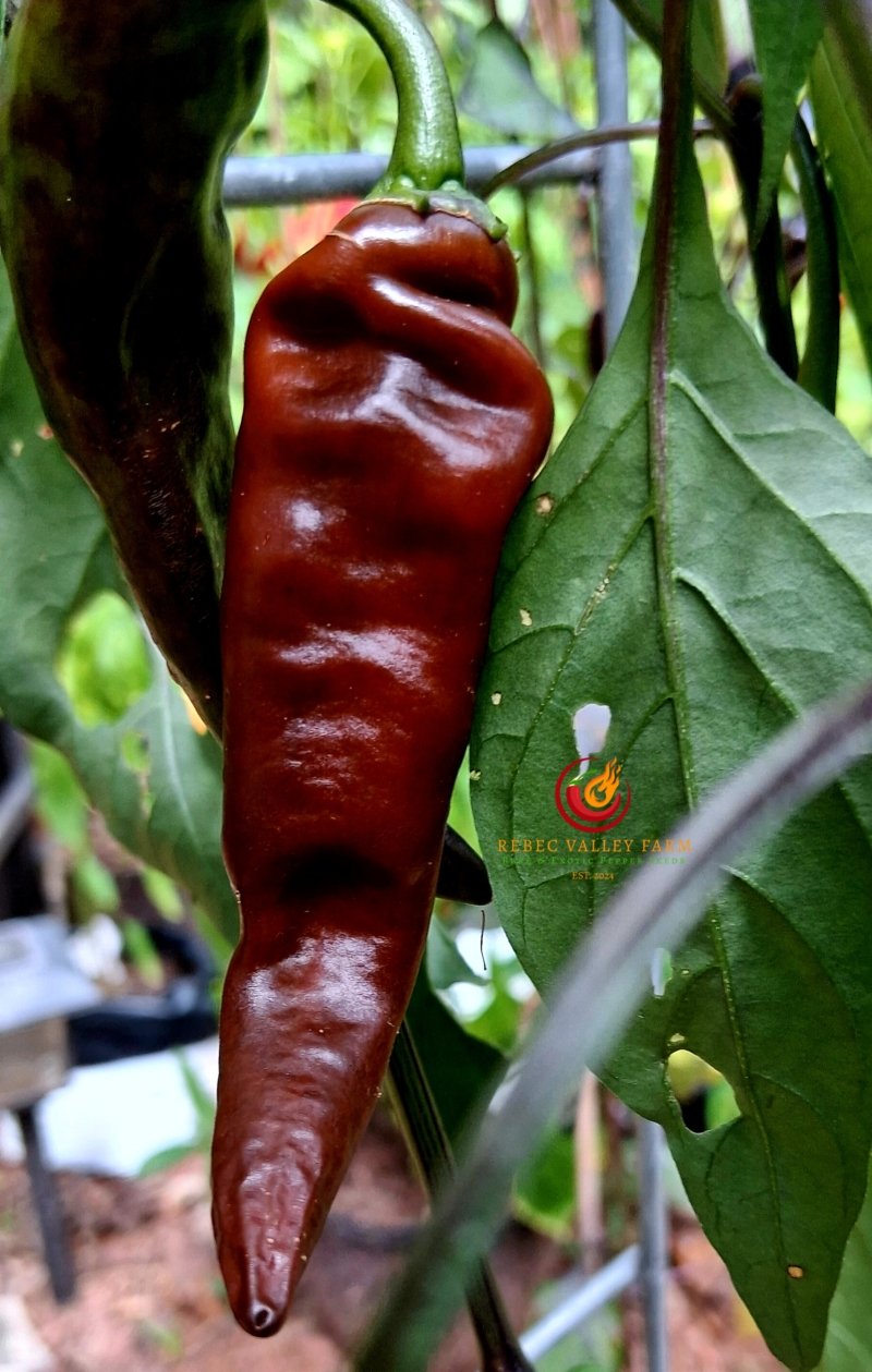 Brown Thai TQ - Image 2