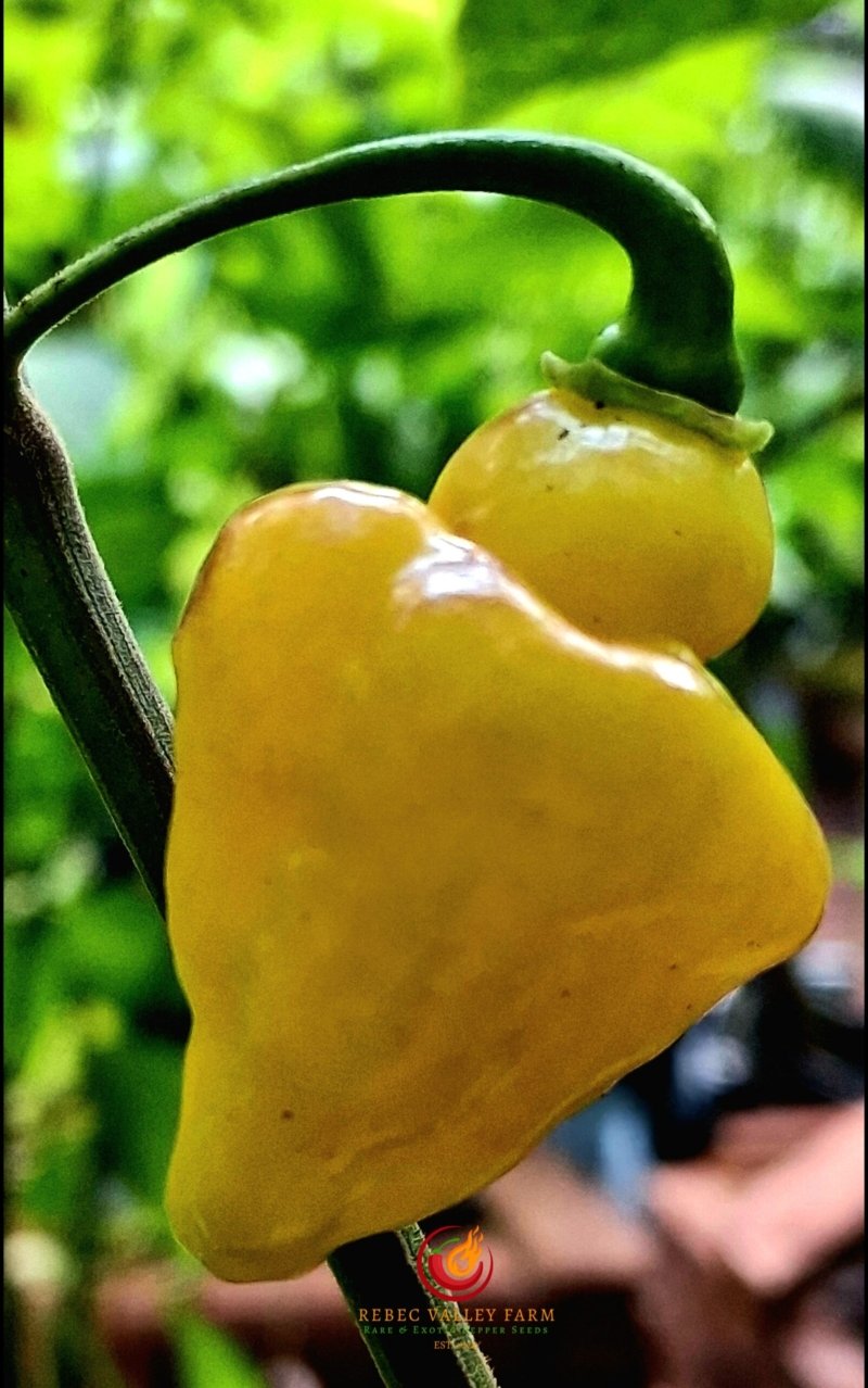 Bolivian Bumpy Pepper | Rebec Valley Farm