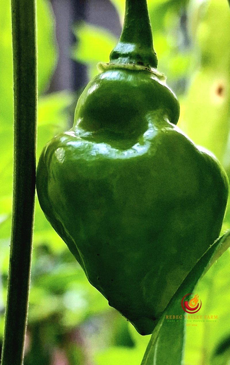 Bolivian Bumpy Pepper - Image 2