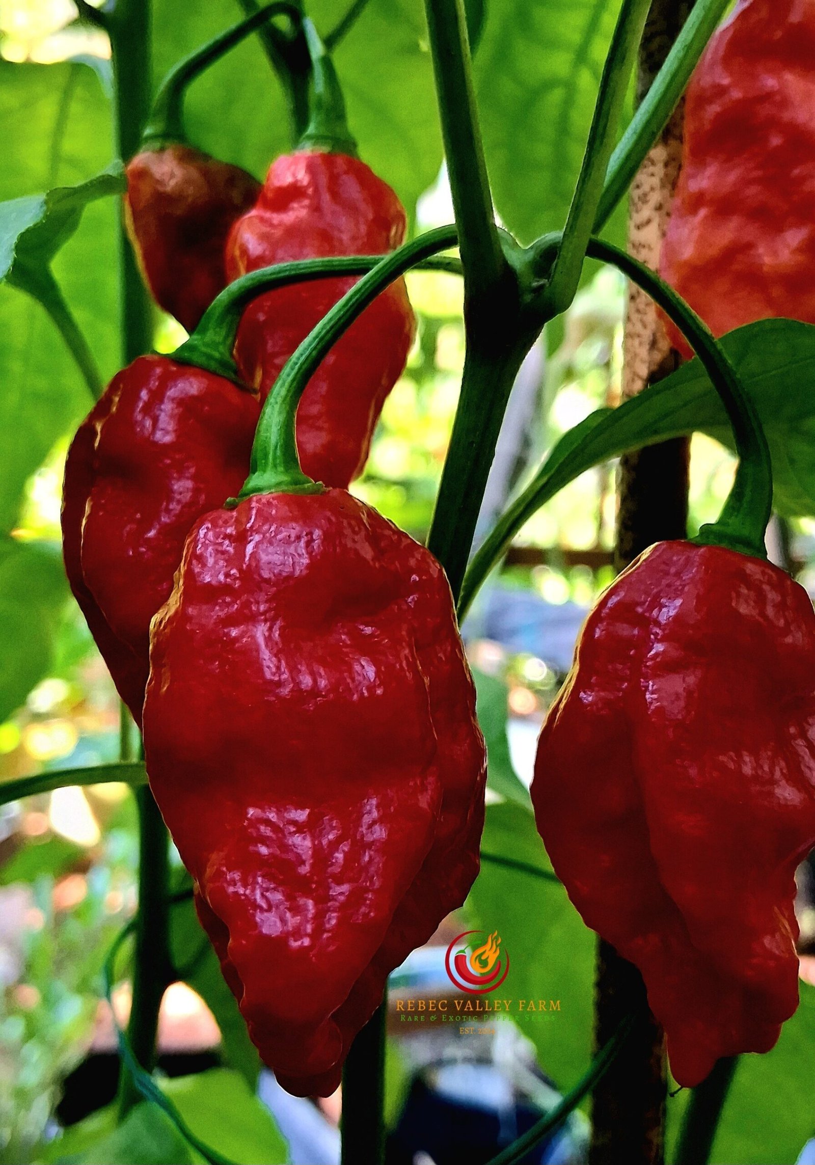 Defcon Griefer Pepper - Image 2