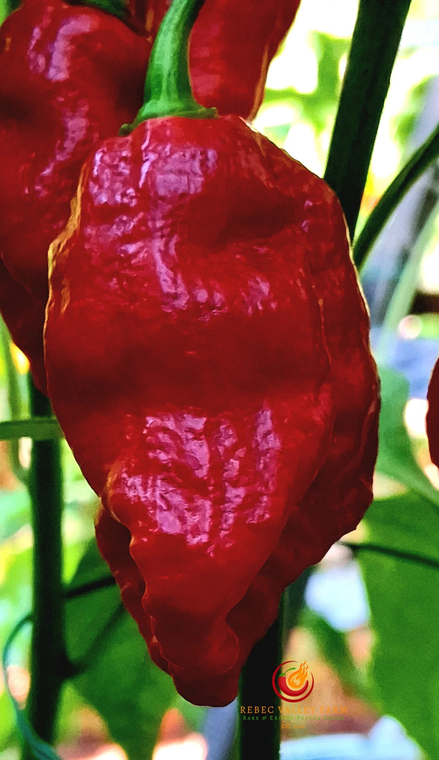 Defcon Griefer Pepper - Image 3