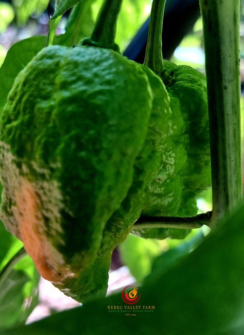 Zing Pepper - Image 7