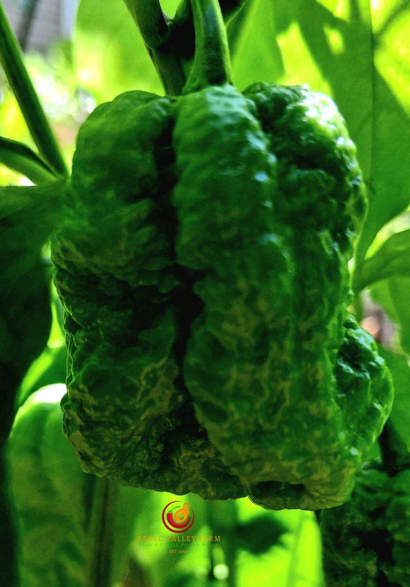 Zing Pepper - Image 8