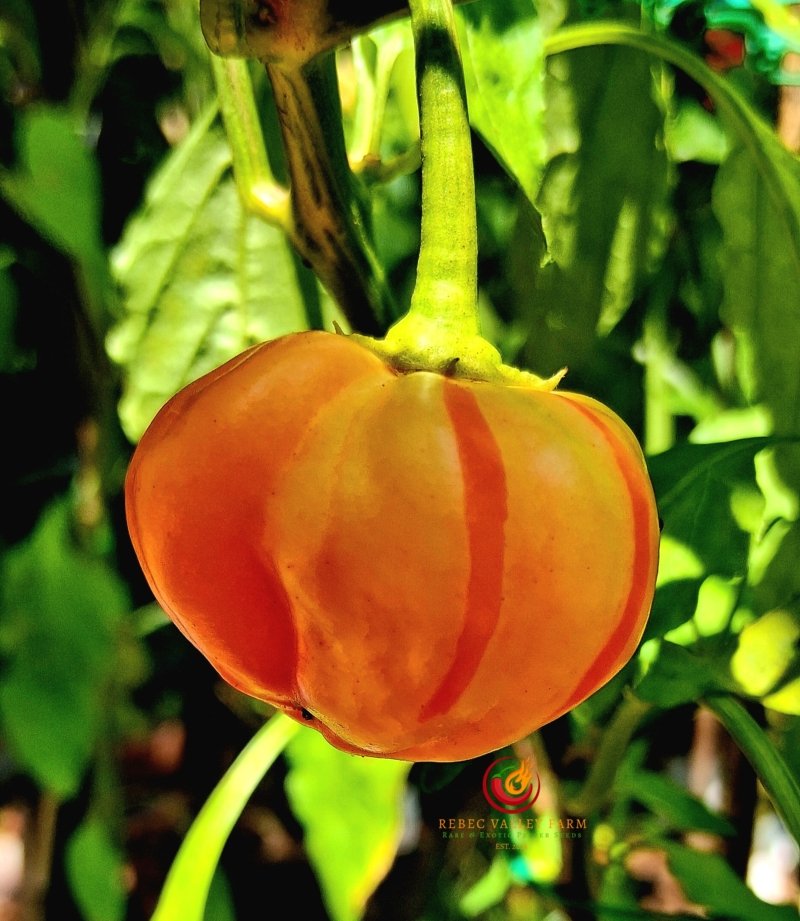 Peppapeach Stripey Pepper - Image 4