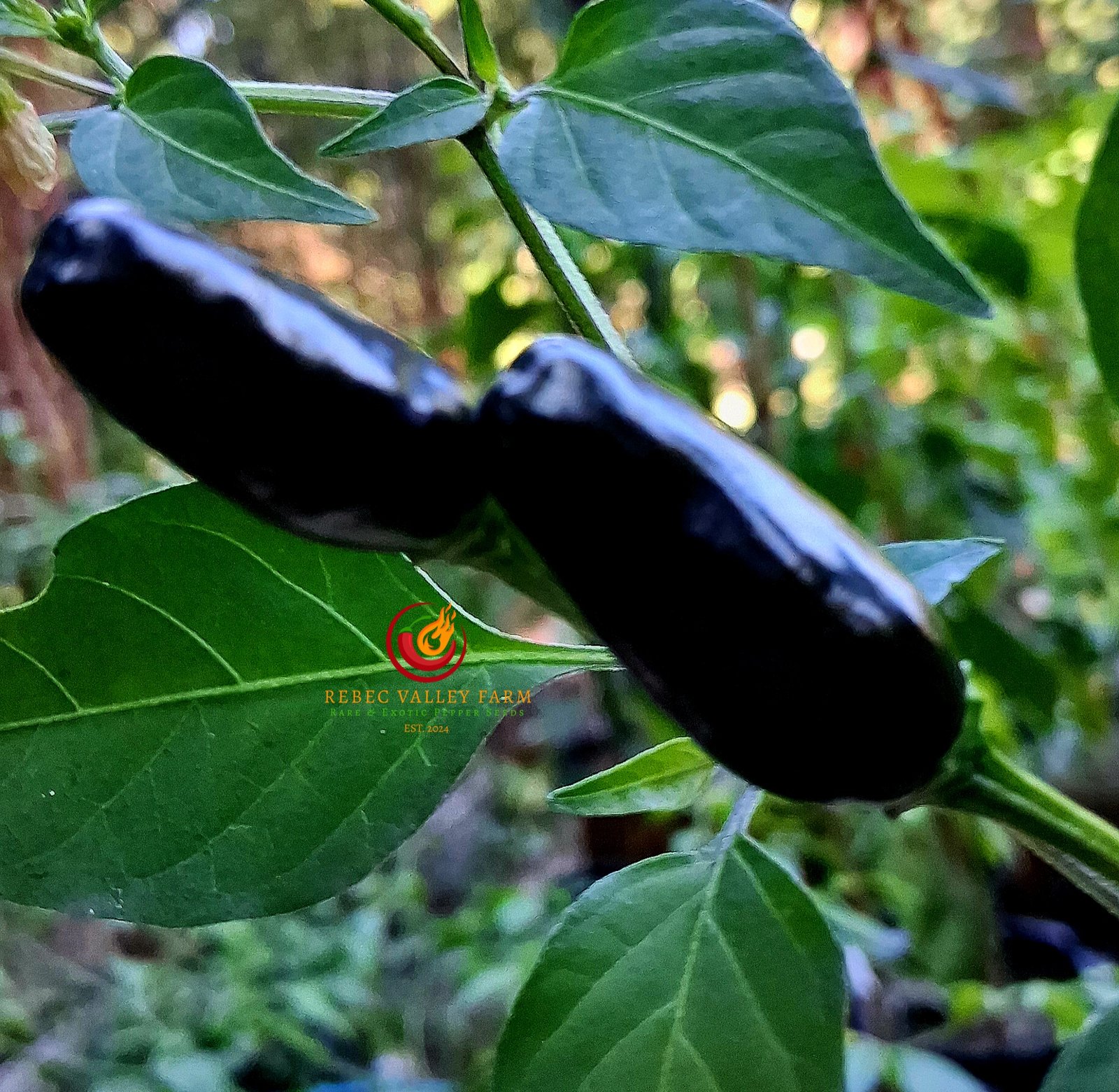 Goat's Weed (Black Cobra) Pepper - Image 2