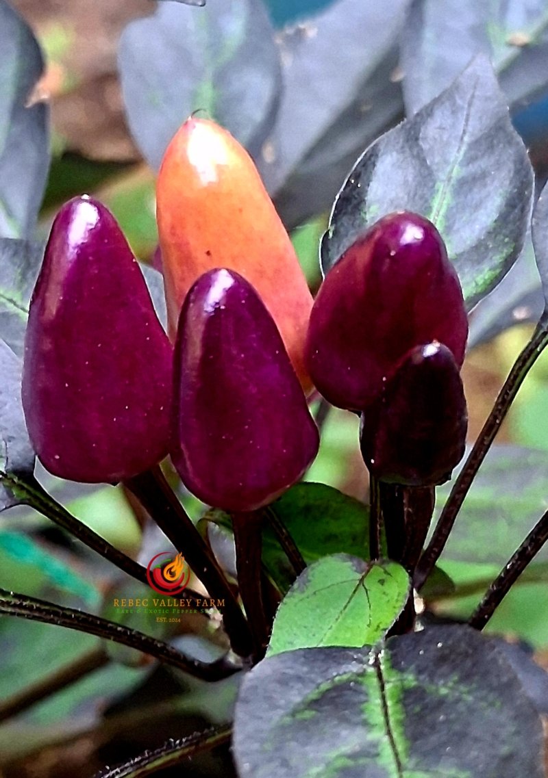 Explosive Ember Pepper - Image 2