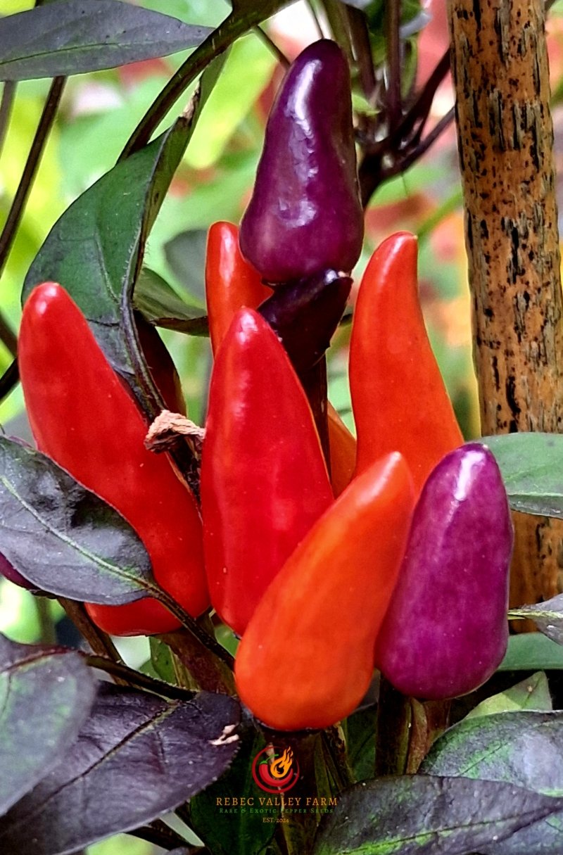 Explosive Ember Pepper - Image 3