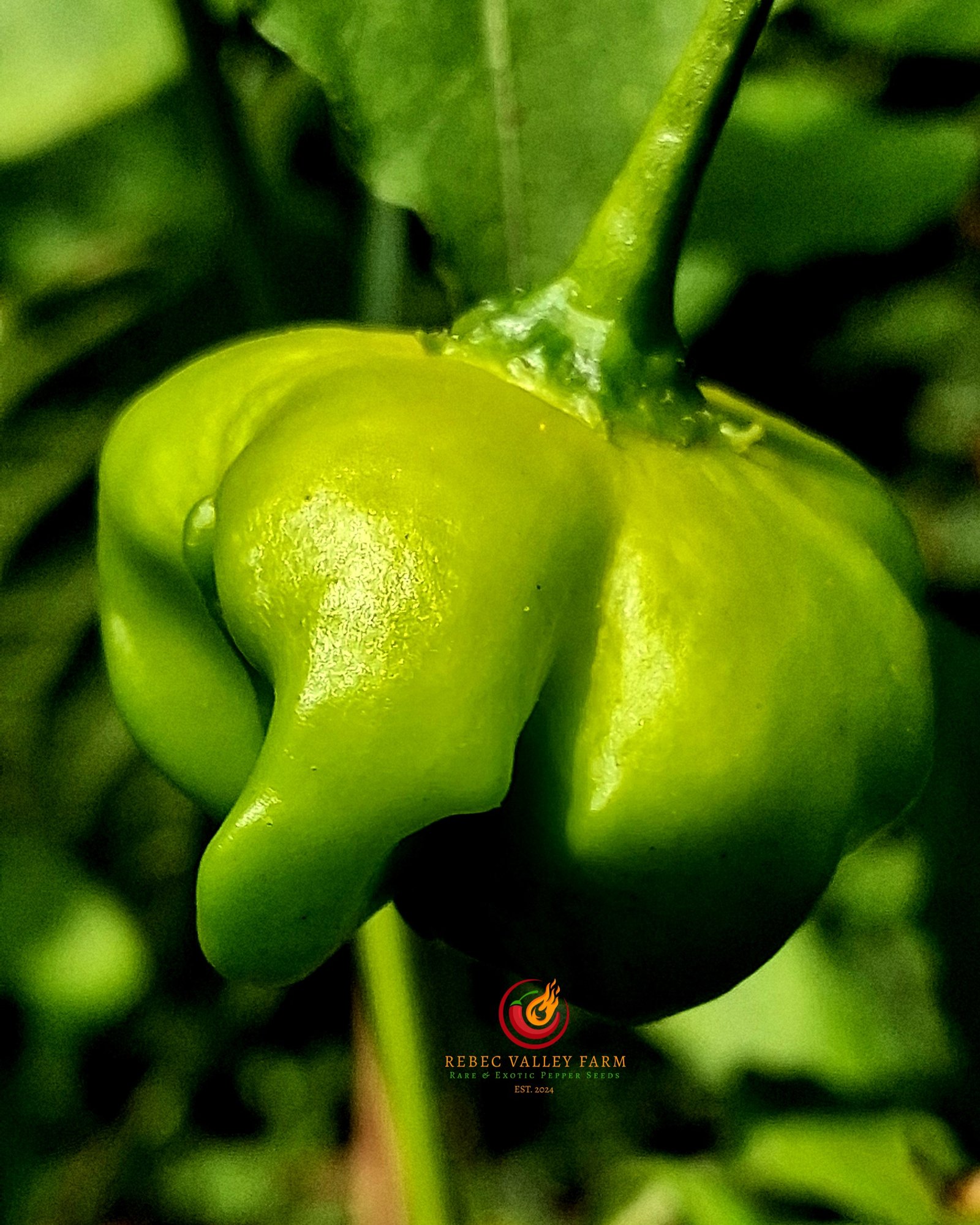 Berry Amarillo Pepper - Image 3