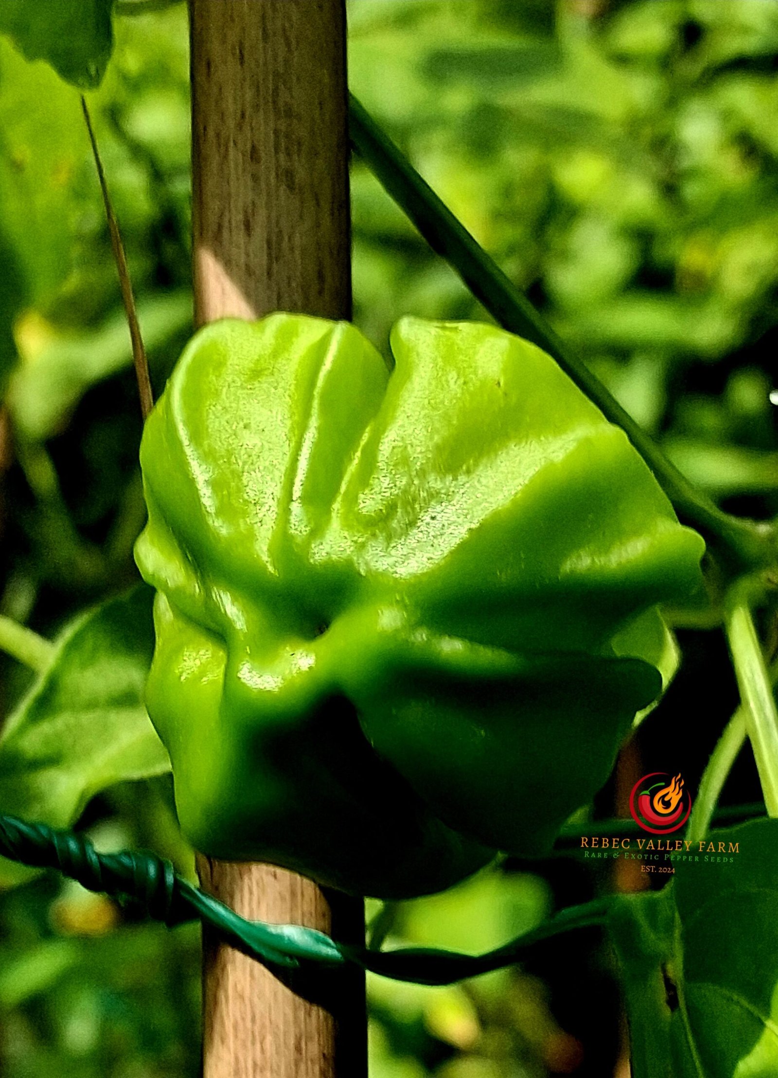 Berry Amarillo Pepper - Image 2