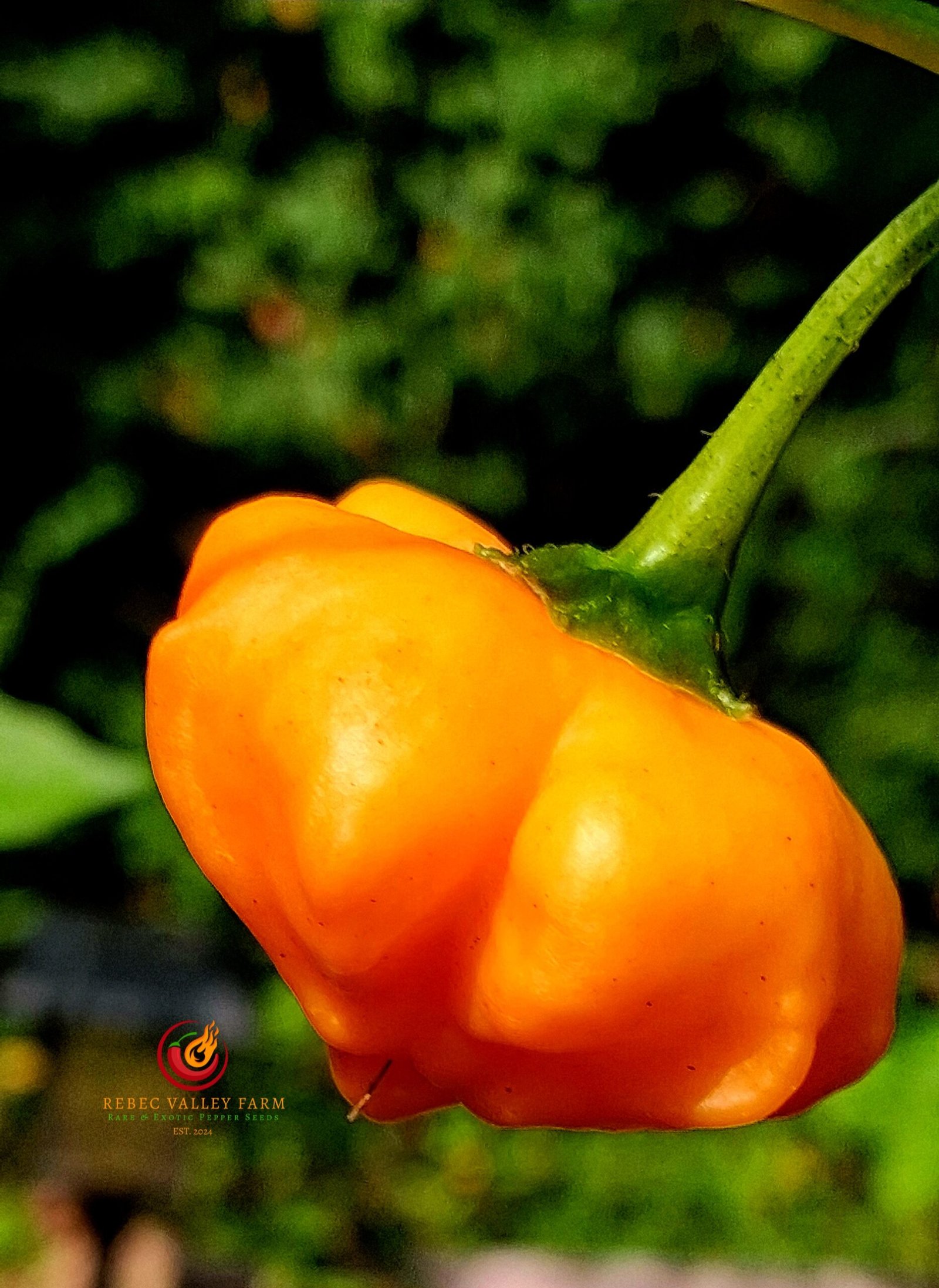Berry Amarillo Pepper - Image 4