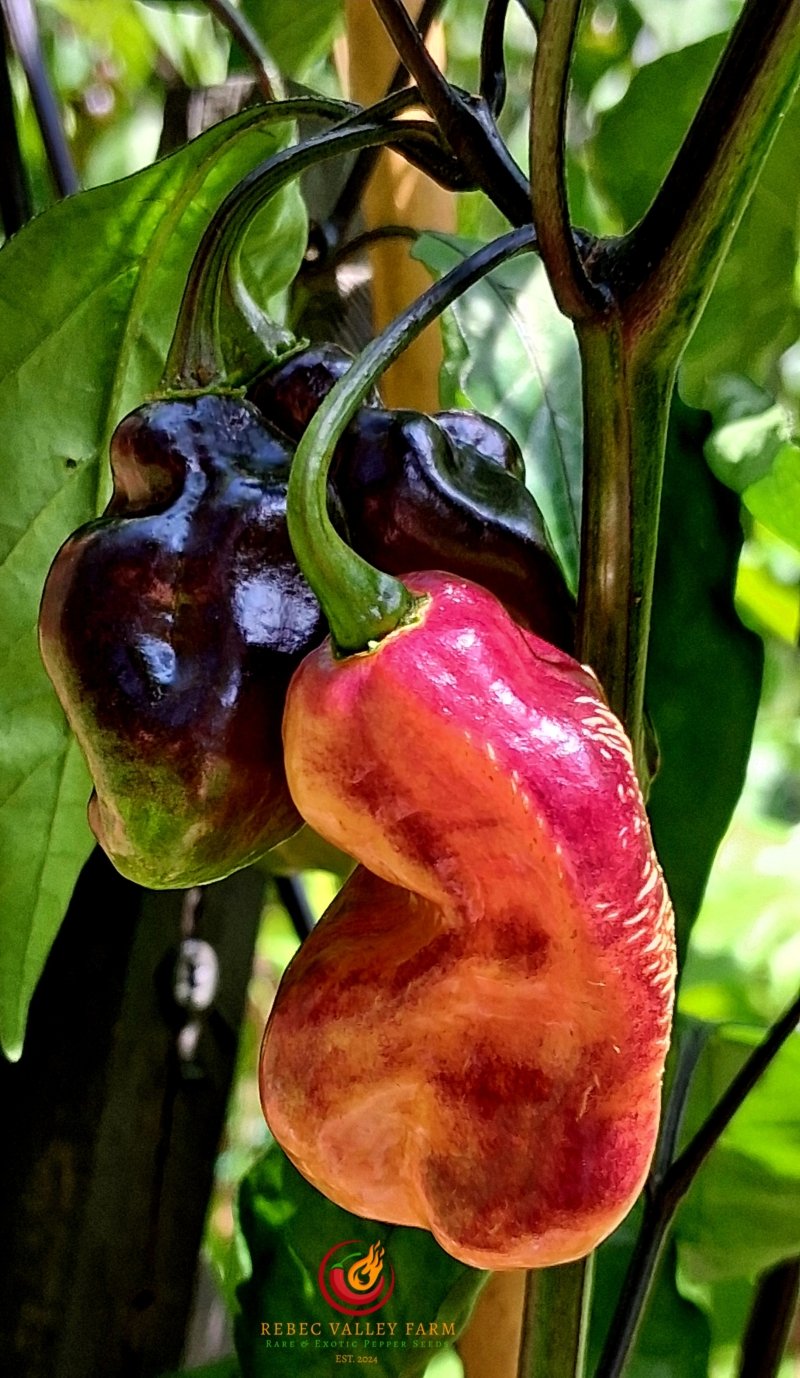 Pimenta Jolokia Fire Pepper - Image 6
