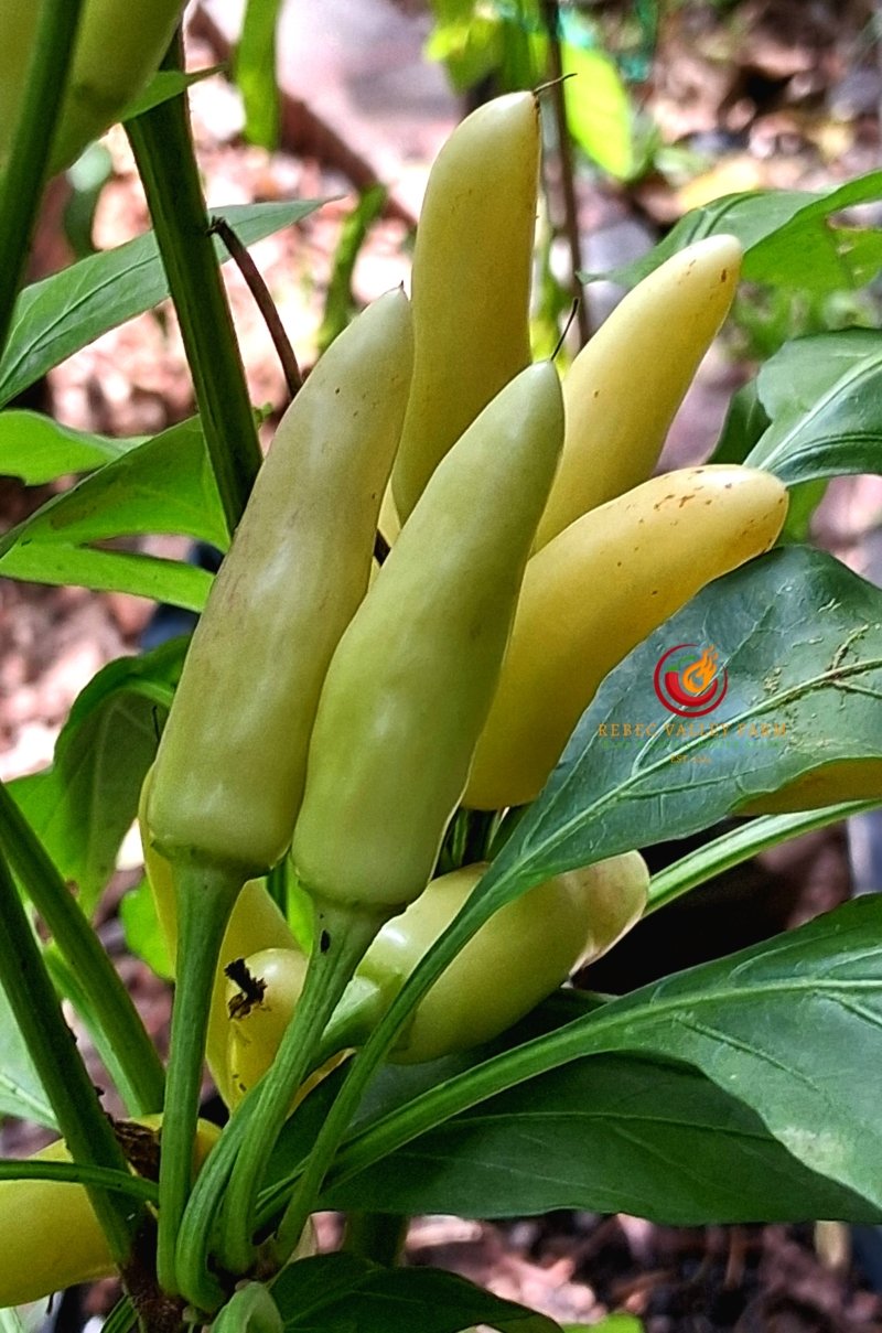 KS White Thai Pepper - Image 2