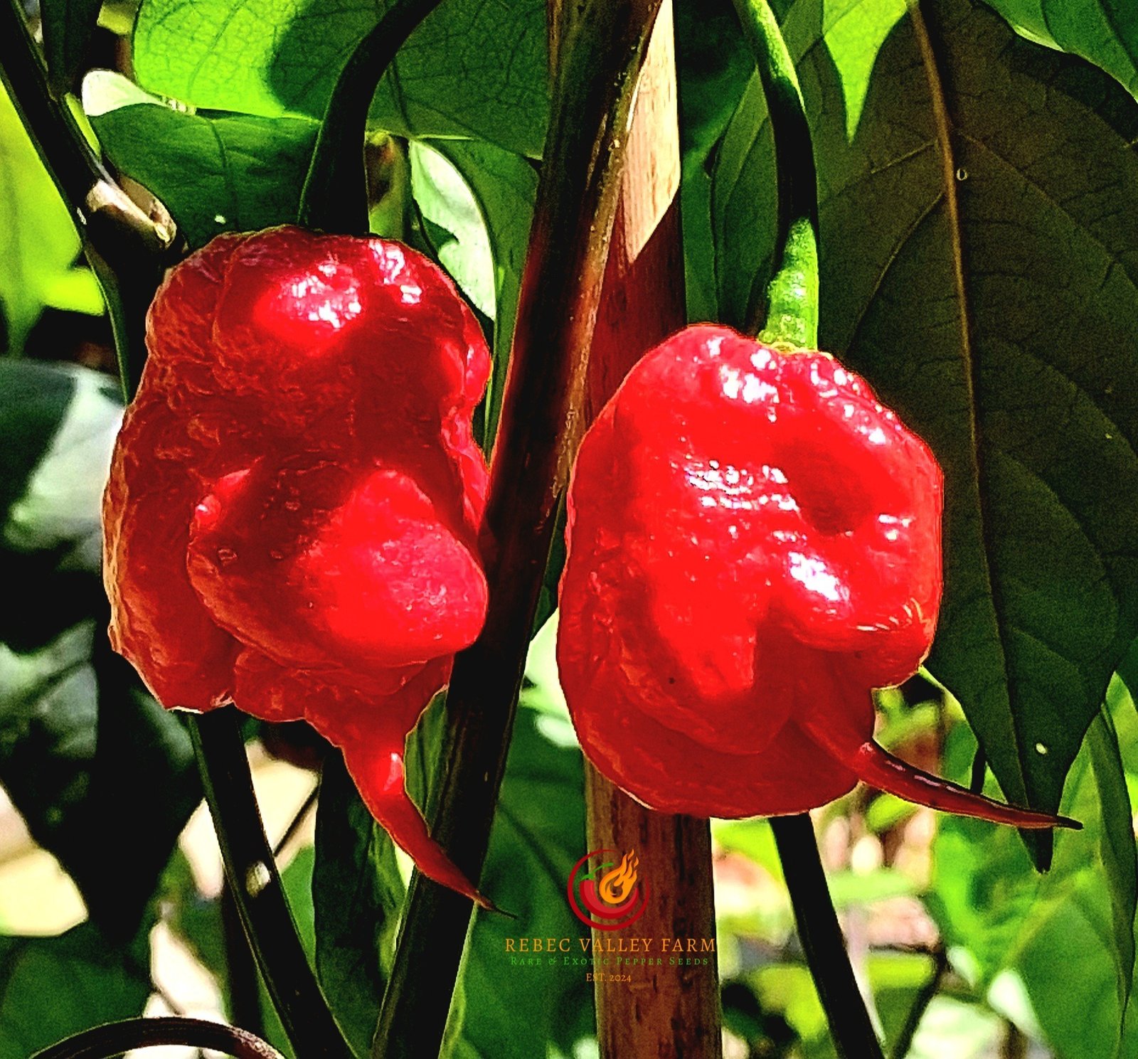 Gator Jigsaw Purple Pepper - Image 9
