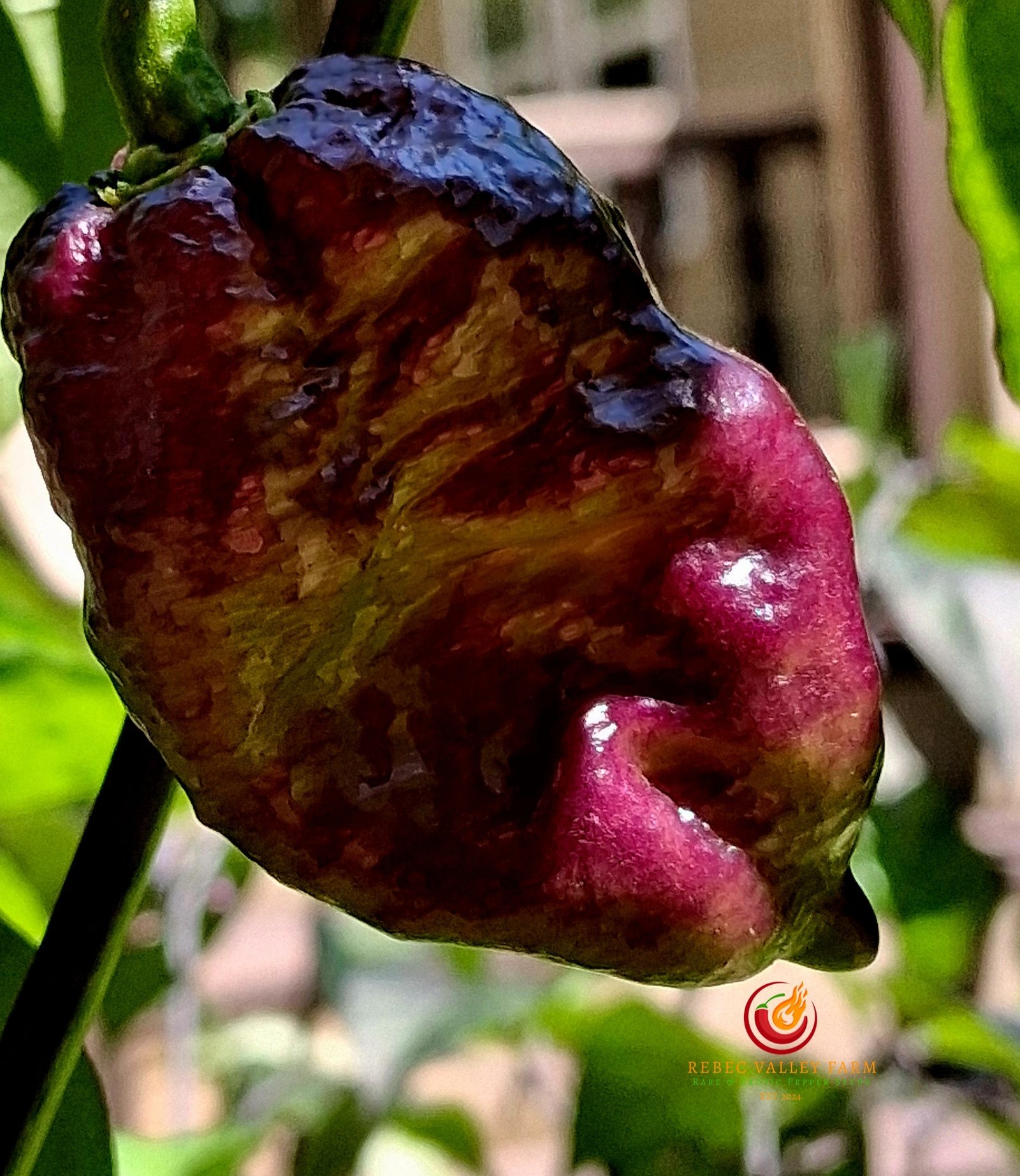 Gator Jigsaw Purple Pepper - Image 8