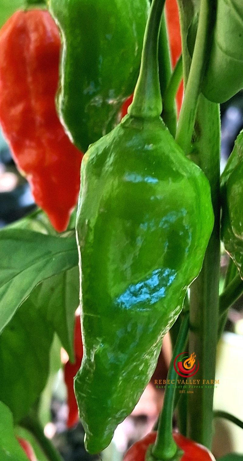 Dorset Naga Pepper - Image 2