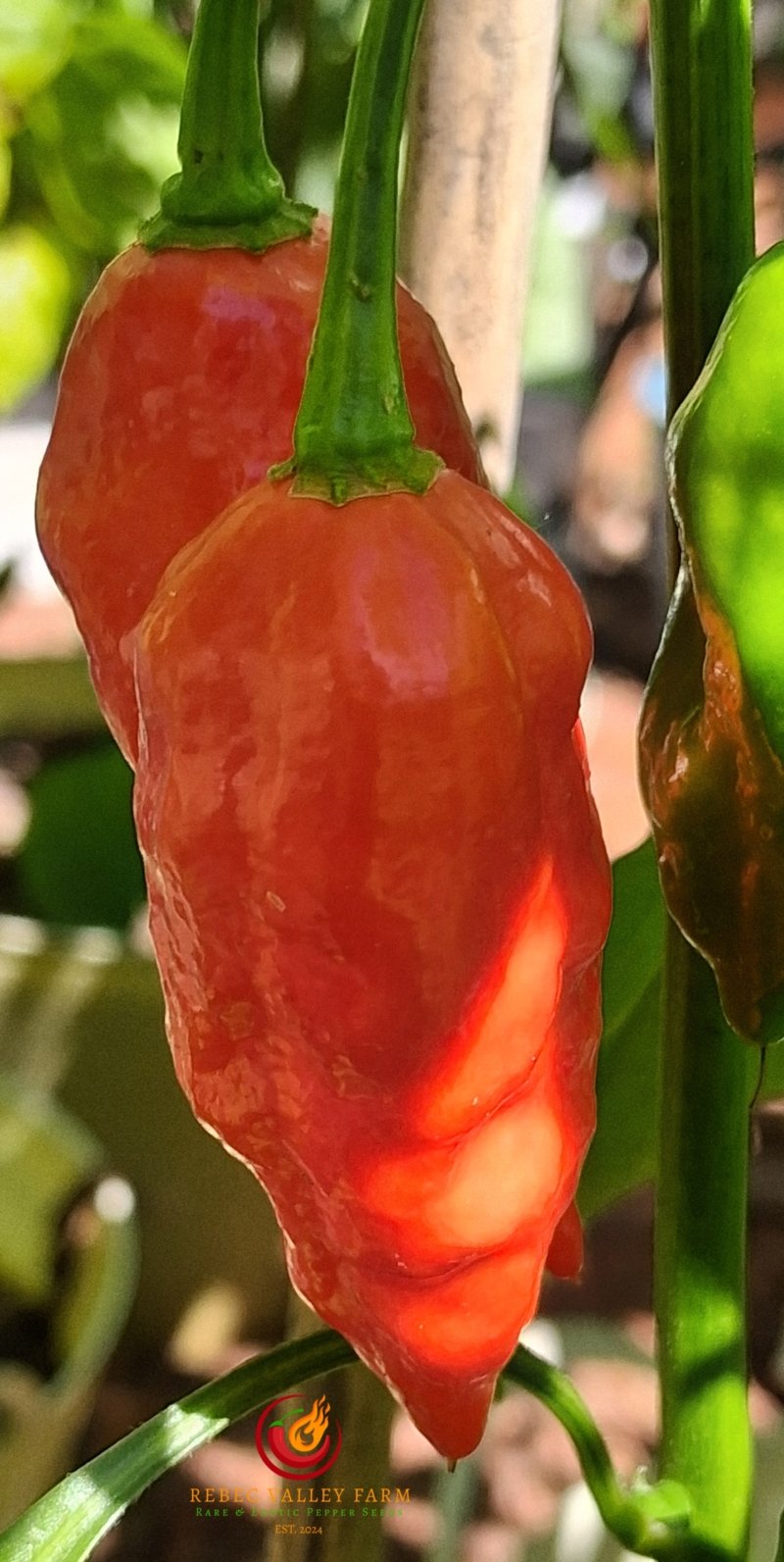 Dorset Naga Pepper - Image 3
