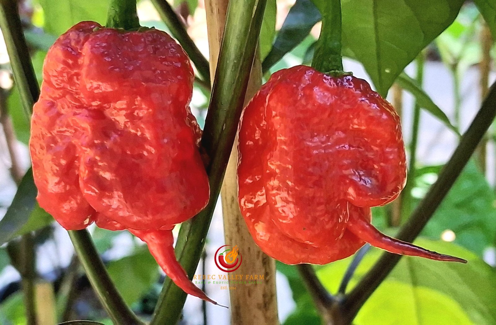 Gator Jigsaw Purple Pepper - Image 3