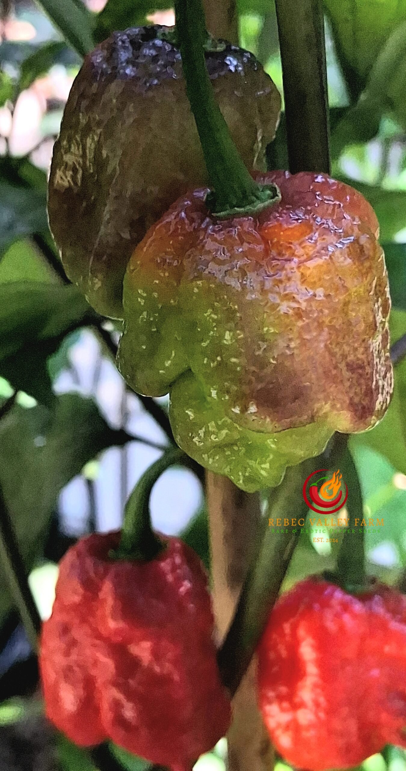 Gator Jigsaw Purple Pepper - Image 5