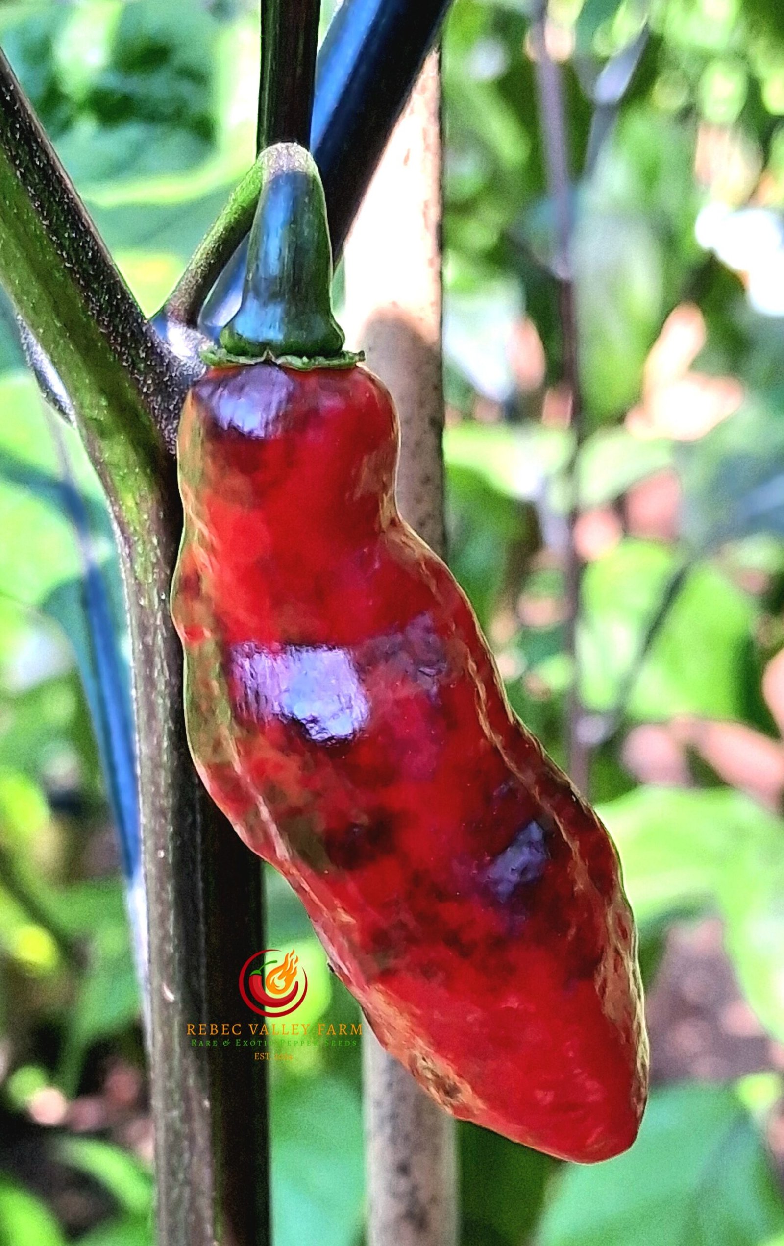 PJ Molten Ice Pepper - Image 4