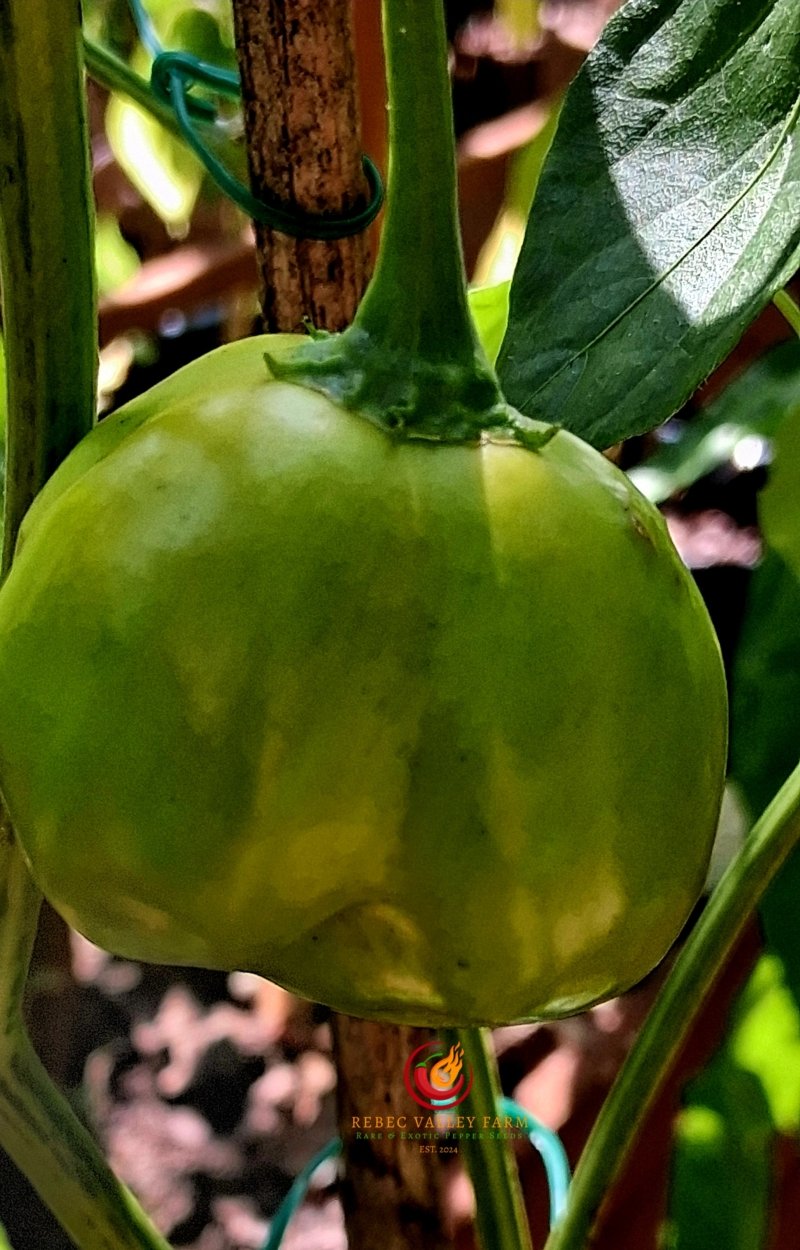 Zebrange Pepper - Image 3