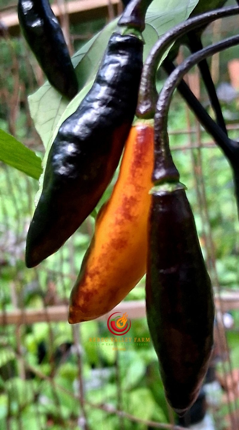 Neyde Orange Pepper - Image 3