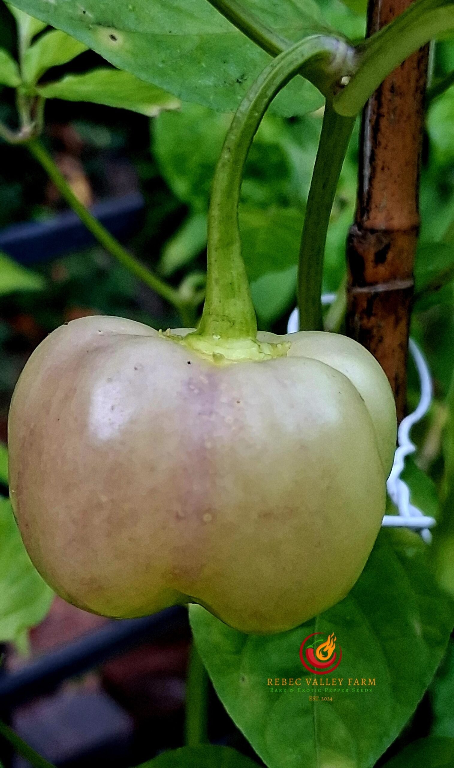 Sugar Rush Cream Pepper - Image 3