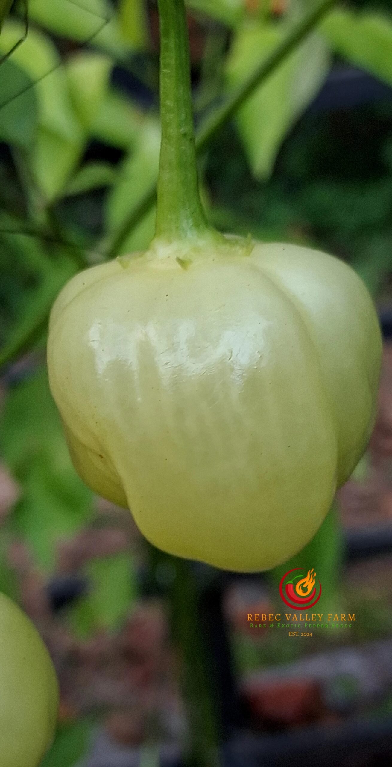 Sugar Rush Cream Pepper - Image 4