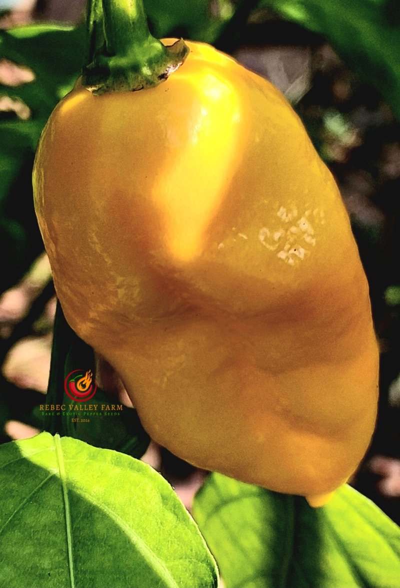 Big Yellow Mama Pepper - Image 3