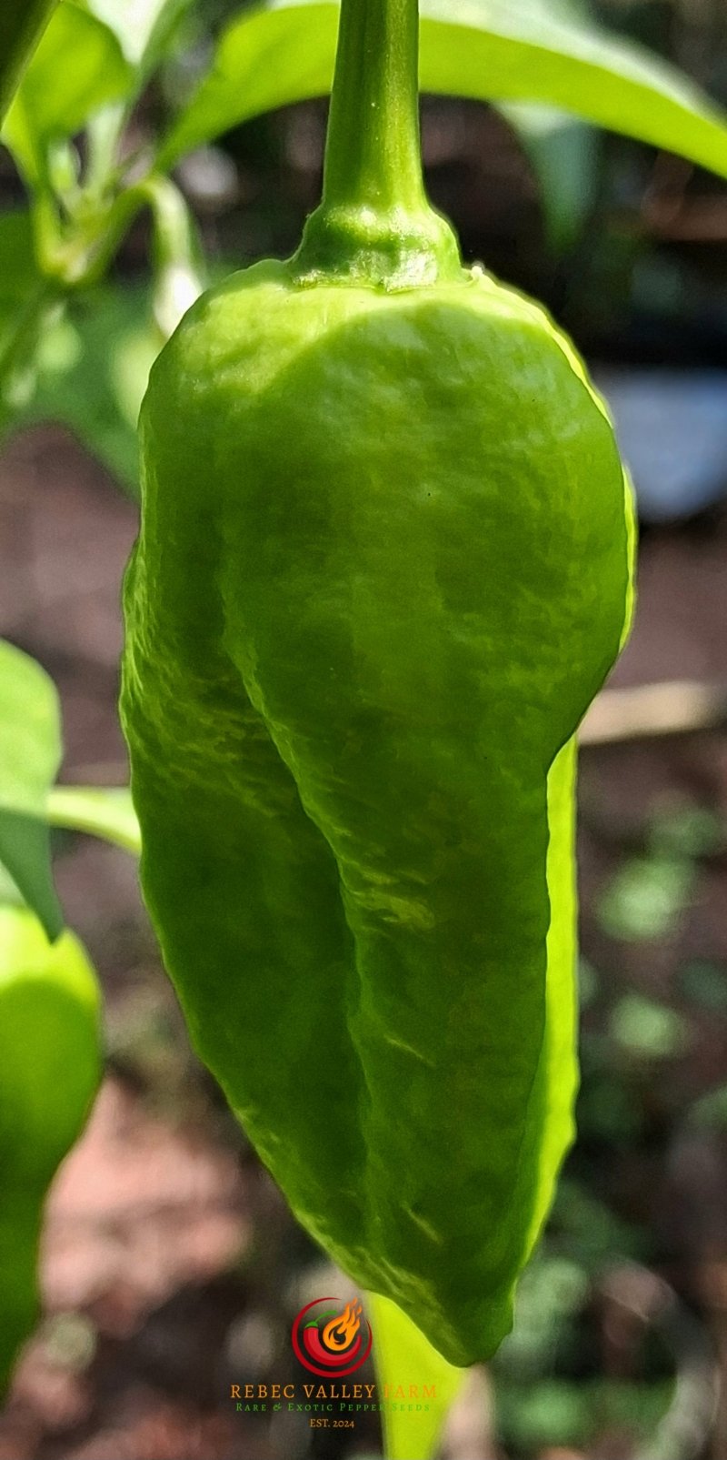Big Yellow Mama Pepper - Image 4