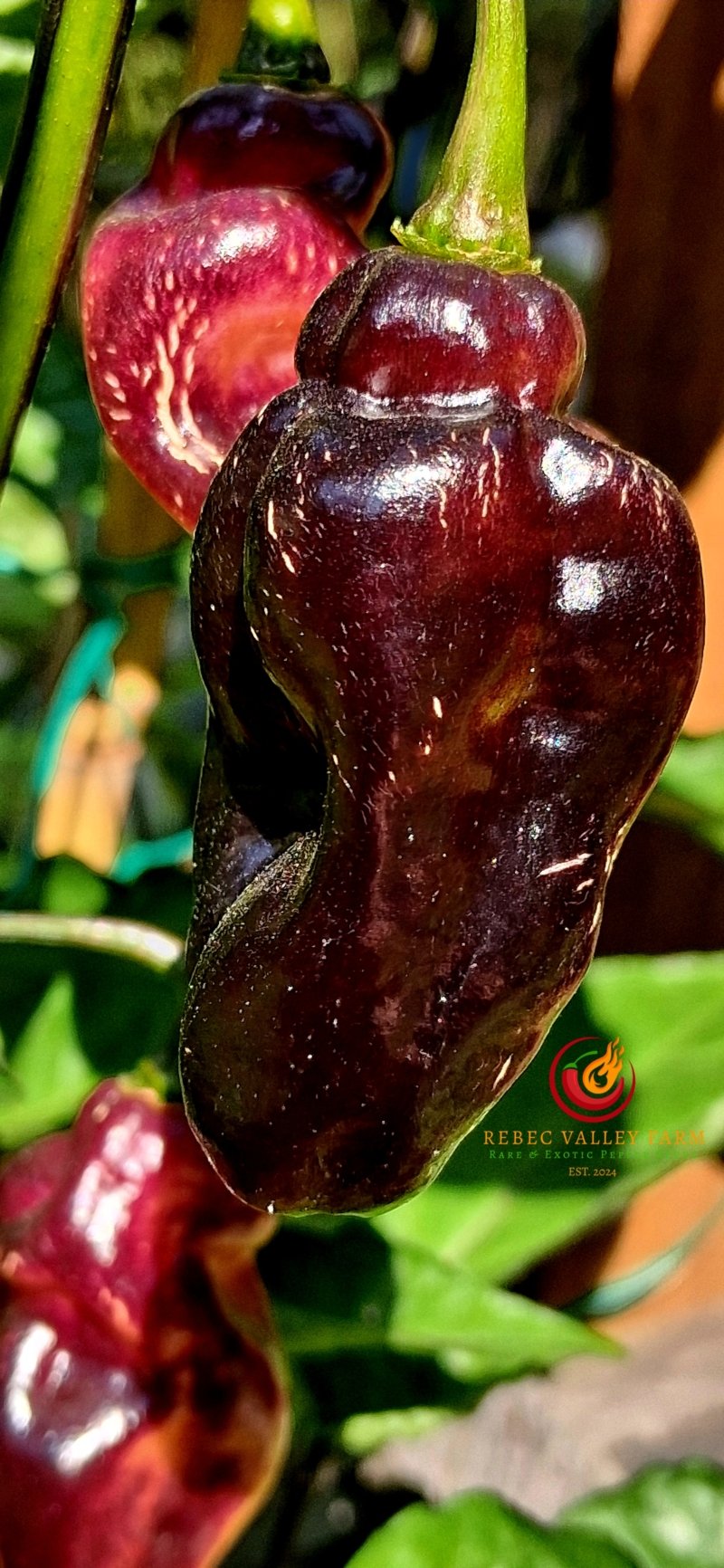 Pimenta Jolokia Fire Pepper - Image 2