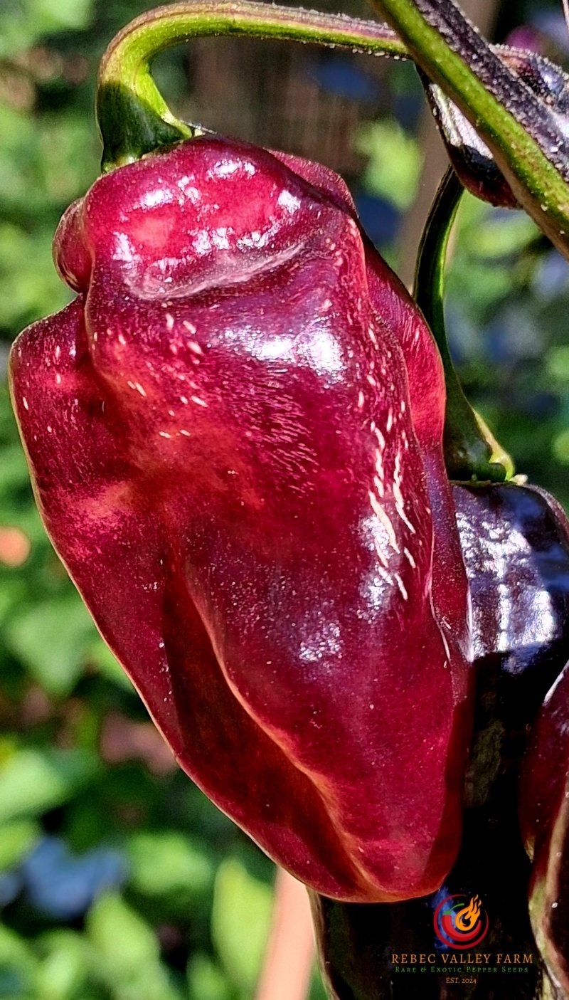 Pimenta Jolokia Fire Pepper - Image 5