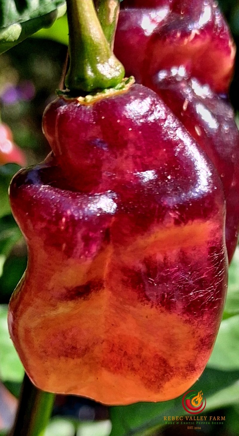 Pimenta Jolokia Fire Pepper - Image 4