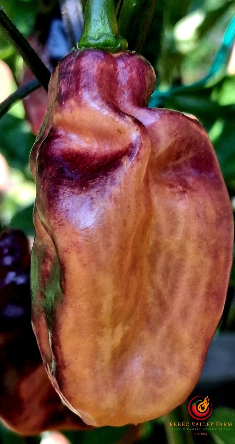 Pimenta Jolokia Fire Pepper - Image 3