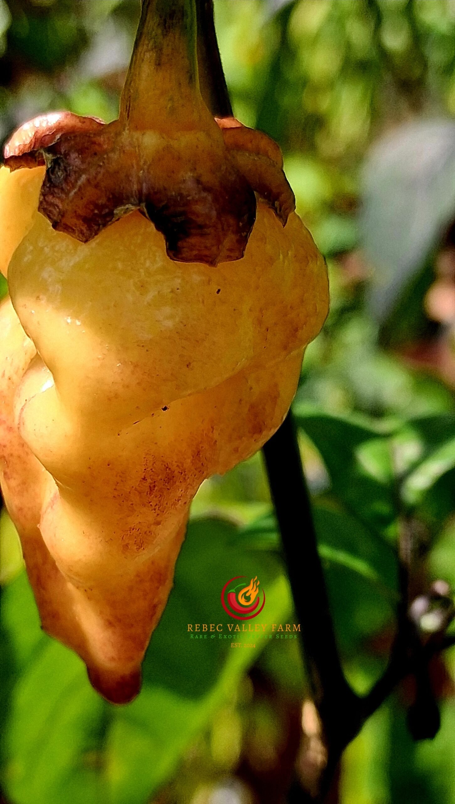 Peach Gum Tiger V1 Pepper - Image 4