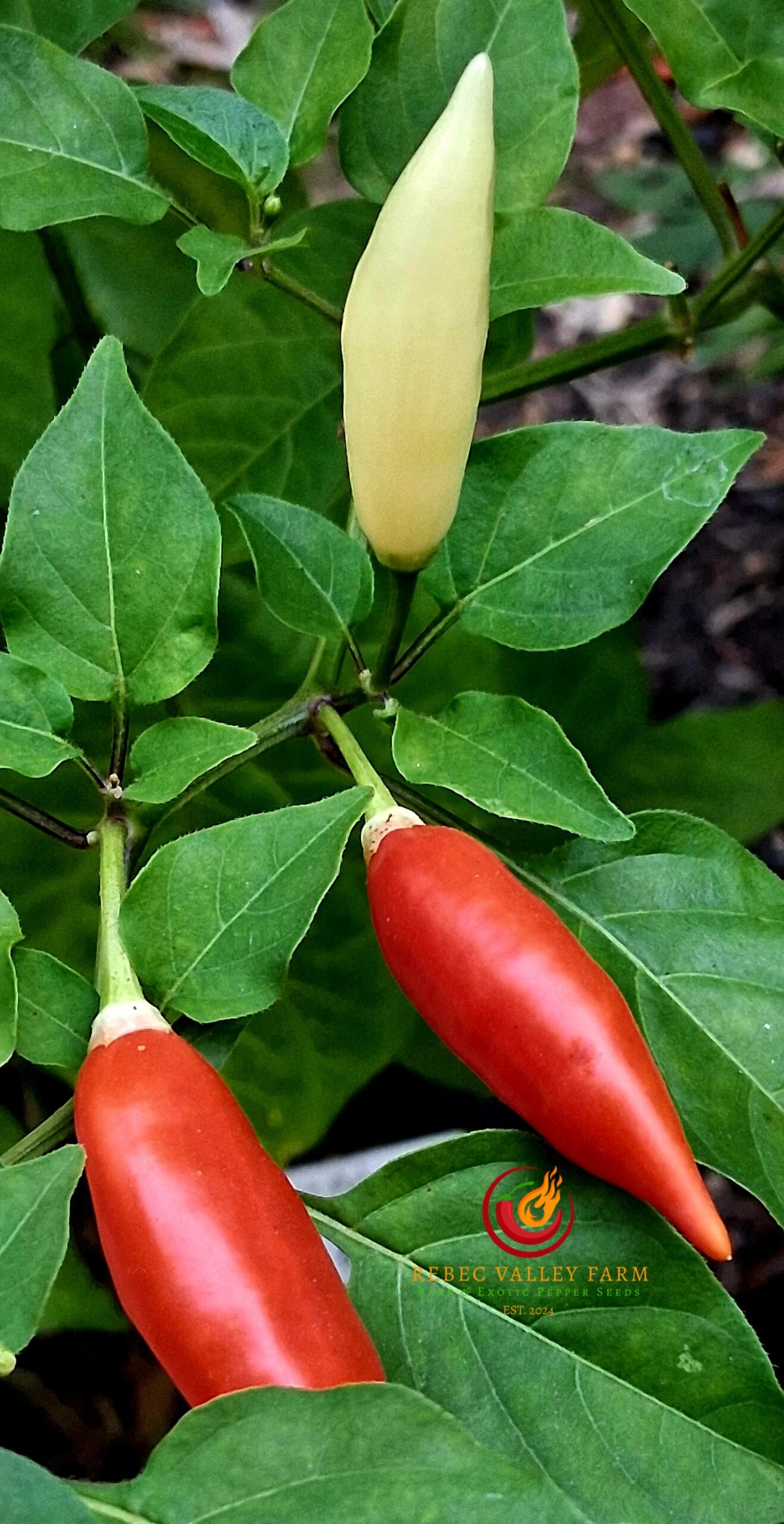 Aji Omnicolor Pepper - Image 2