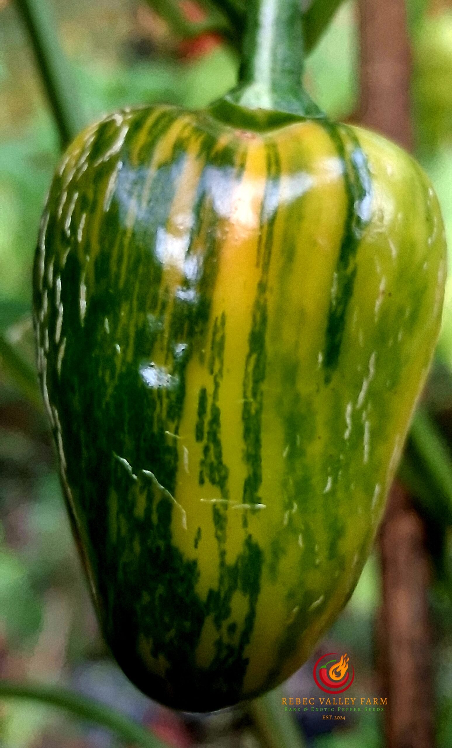 Knight's Arch Angel Pepper - Image 3