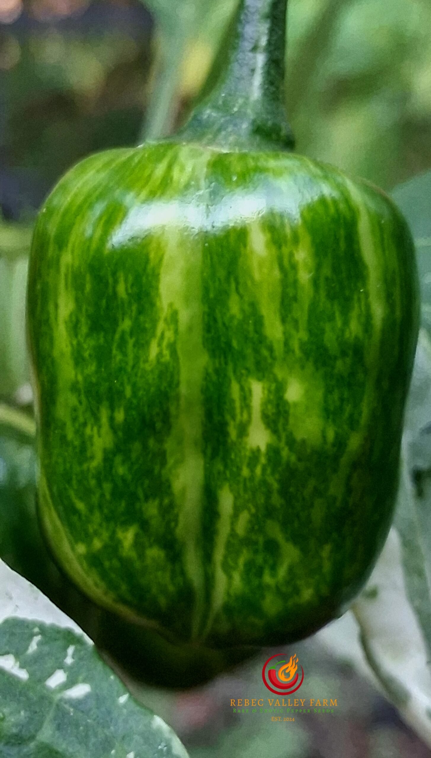 Knight's Arch Angel Pepper - Image 2