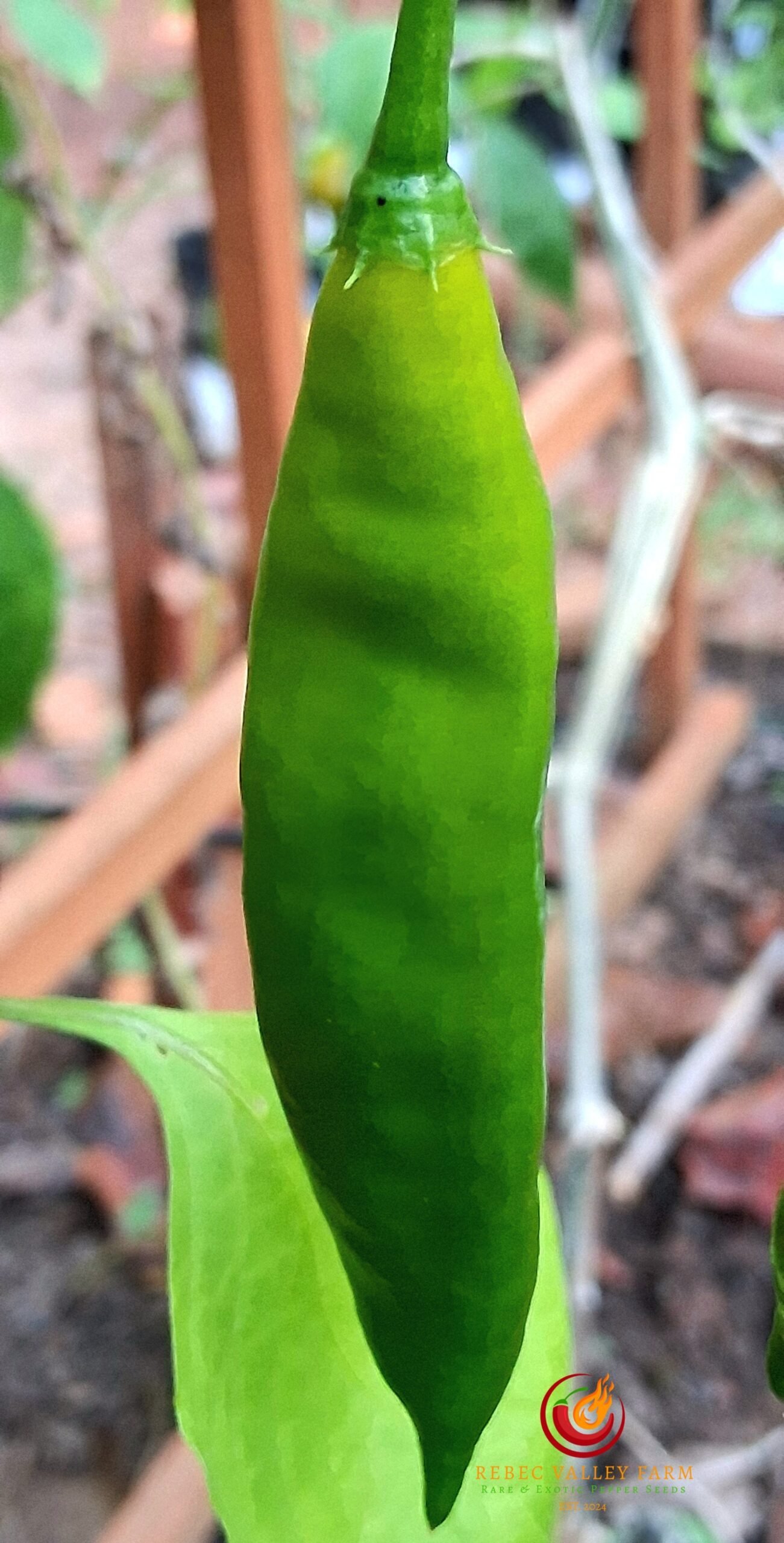 Aji Guyana Pepper - Image 3