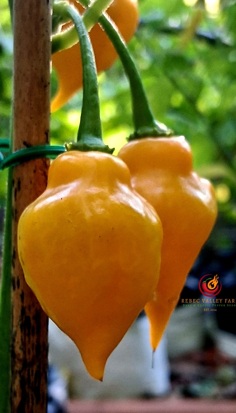Aji Mochero Pepper - Image 3