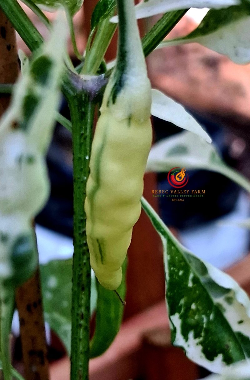 Intergalactic Red Pepper - Image 5