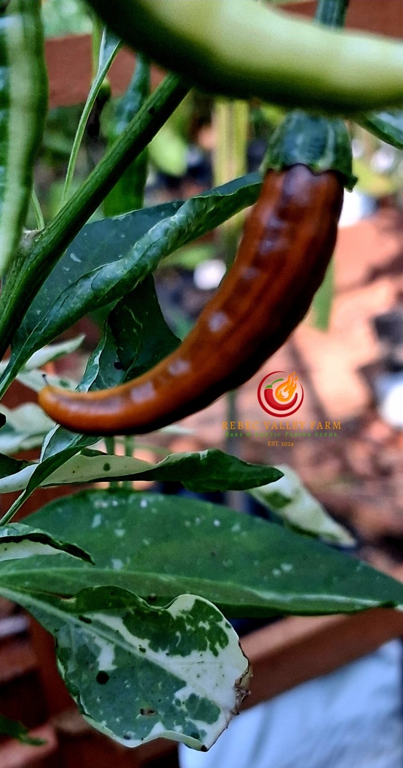 Intergalactic Red Pepper - Image 4