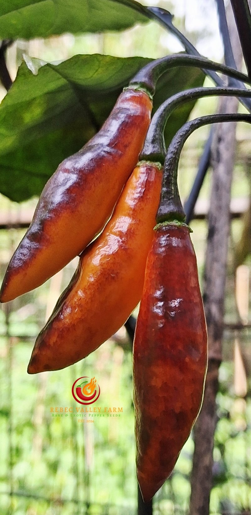 Neyde Orange Pepper - Image 4