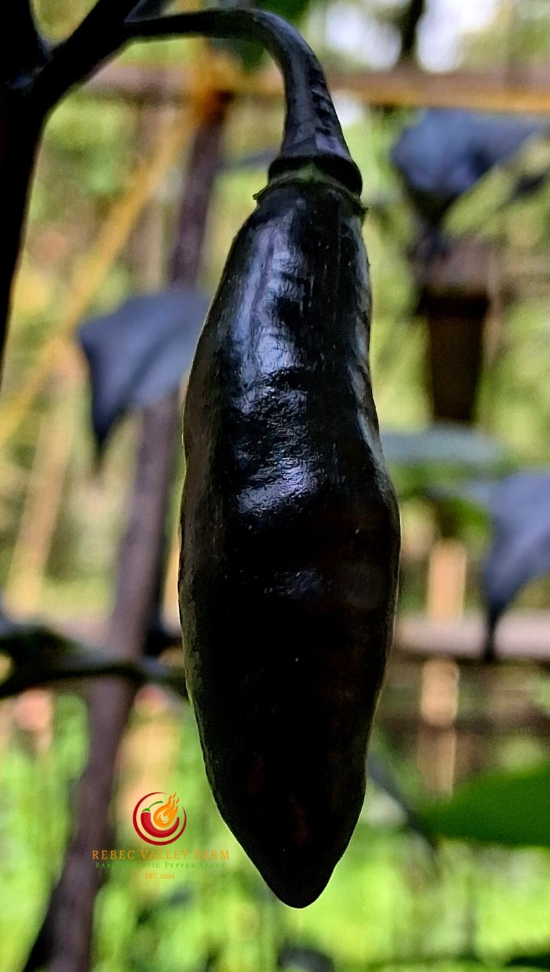 Neyde Orange Pepper - Image 2