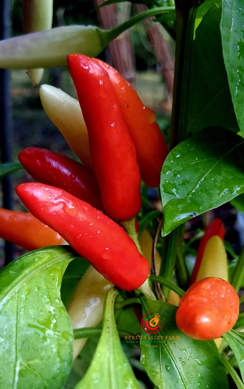 KS White Thai Pepper - Image 3